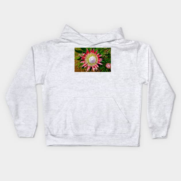 Protea Study 4 Kids Hoodie by bobmeyers